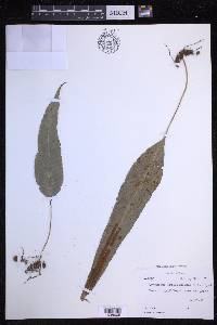 Selliguea griffithiana image