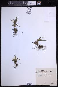 Scleroglossum pusillum image