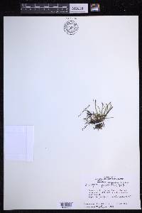 Scleroglossum pusillum image