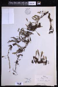 Pyrrosia rupestris image
