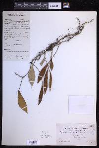 Pyrrosia sphaerosticha image