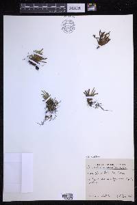 Scleroglossum pusillum image