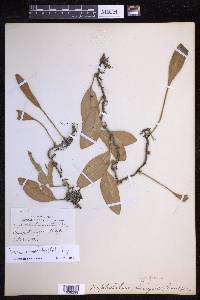 Pyrrosia sphaerosticha image