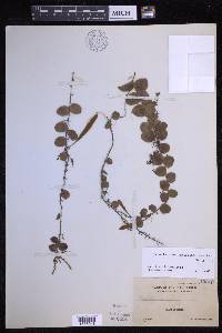 Pyrrosia nummularifolia image