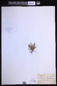 Scleroglossum pusillum image