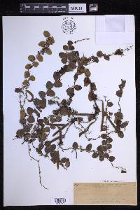 Pyrrosia nummularifolia image