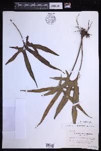 Pyrrosia polydactyla image