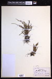 Scleroglossum pusillum image