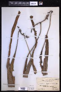 Pyrrosia longifolia image