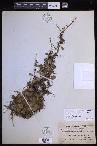 Pyrrosia nummularifolia image