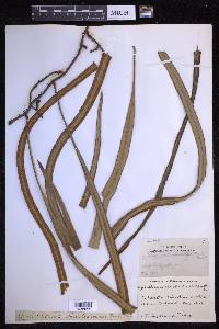 Pyrrosia longifolia image