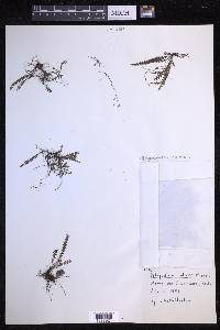 Ascogrammitis anfractuosa image