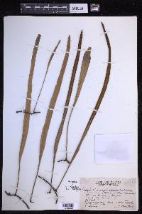 Pyrrosia longifolia image