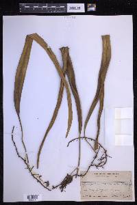 Pyrrosia longifolia image