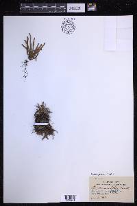 Scleroglossum pusillum image