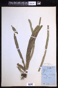 Campyloneurum angustifolium image