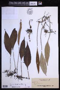 Pyrrosia sphaerosticha image