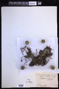 Pyrrosia rupestris image