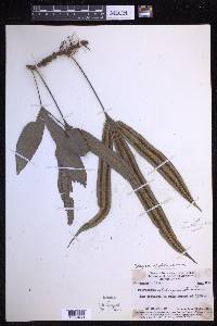 Selliguea albidosquamata image