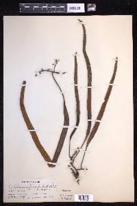 Pyrrosia longifolia image