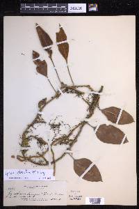 Pyrrosia sphaerosticha image