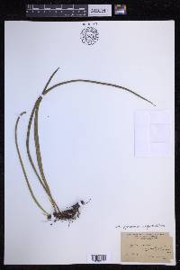 Campyloneurum angustifolium image