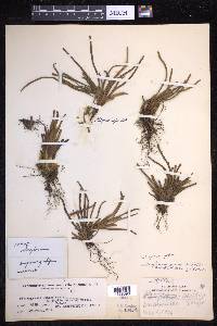 Scleroglossum pusillum image