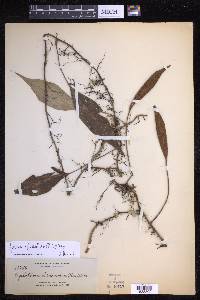 Pyrrosia sphaerosticha image