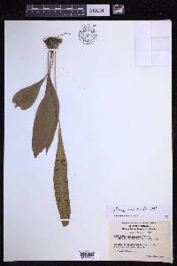 Selliguea heterocarpa image