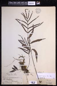 Selliguea lagunensis image
