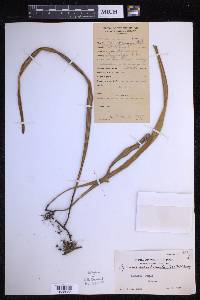 Pyrrosia longifolia image