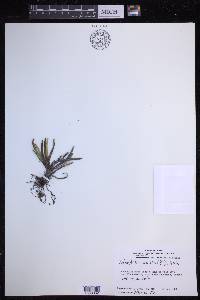 Scleroglossum pusillum image