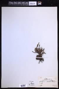 Scleroglossum pusillum image