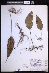 Selliguea plantaginea image
