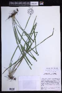 Campyloneurum angustifolium image