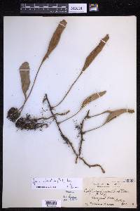 Pyrrosia sphaerosticha image