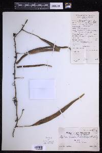 Pyrrosia longifolia image