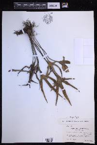Pyrrosia polydactyla image