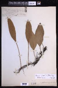 Pyrrosia sphaerosticha image