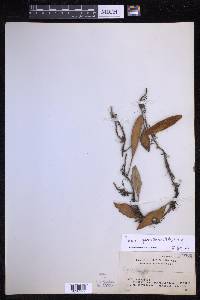 Pyrrosia sphaerosticha image