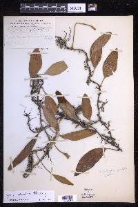 Pyrrosia sphaerosticha image