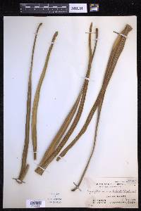 Pyrrosia longifolia image