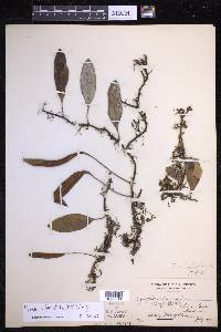 Pyrrosia sphaerosticha image