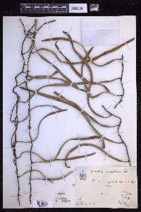 Pyrrosia longifolia image