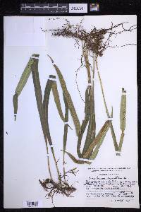 Campyloneurum angustifolium image