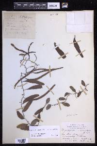 Pyrrosia piloselloides image