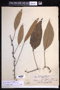 Pyrrosia sphaerosticha image