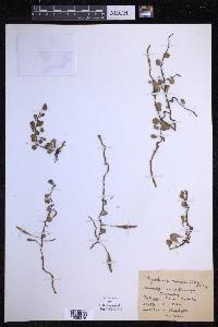 Pyrrosia rupestris image