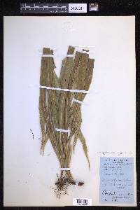 Campyloneurum angustifolium image