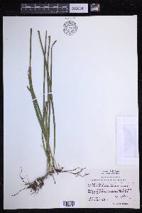 Campyloneurum angustifolium image